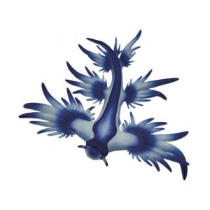 Figura Dragón Azul - Glaucus atlanticus